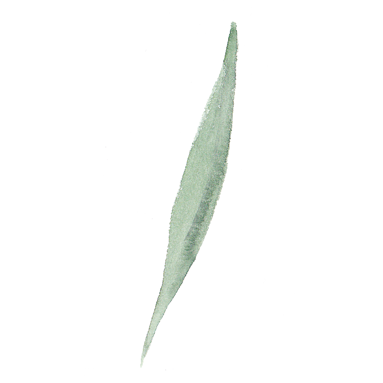 手绘水彩花卉花朵设计素材