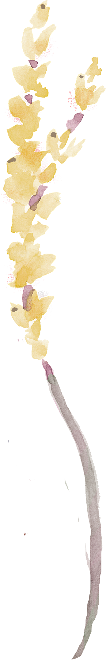 手绘水彩花朵鲜花叶子