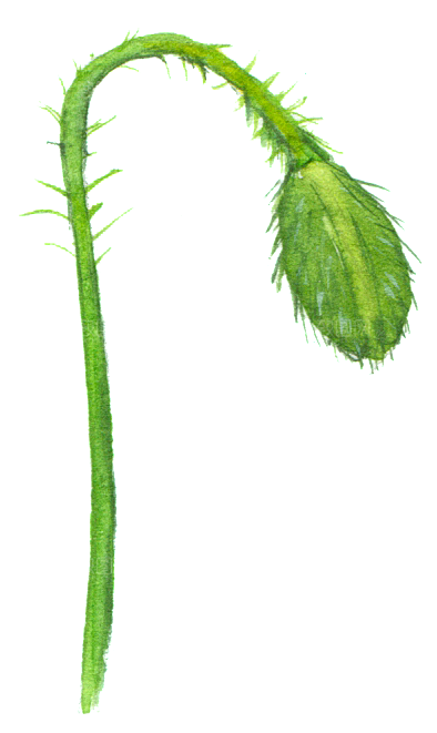 手绘水彩花朵花卉叶子素材