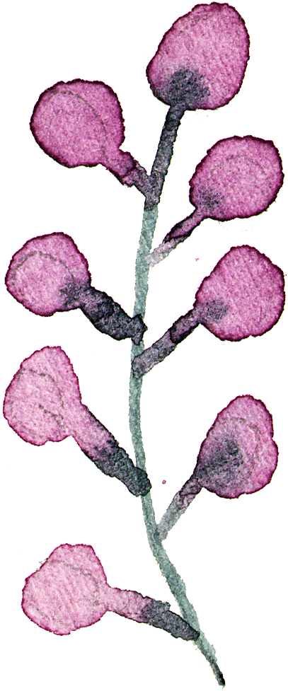 手绘水彩花朵花卉叶子素材