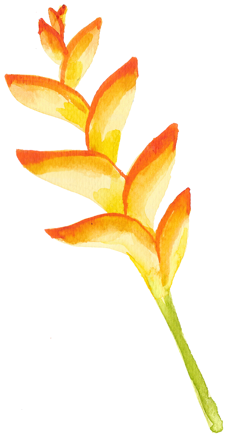 水彩叶子绿植绿色树叶绿叶子元素