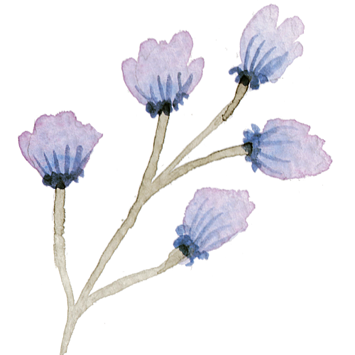 手绘水彩花朵花卉叶子