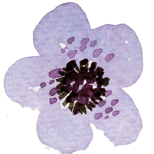 手绘水彩花朵花卉叶子