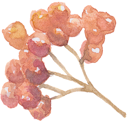 水彩手绘花朵花卉设计素材