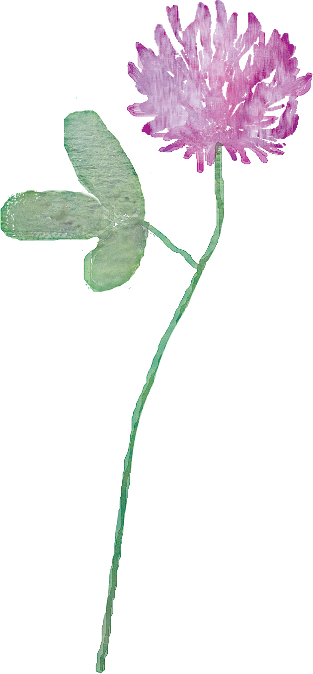 水彩手绘花朵花卉设计素材