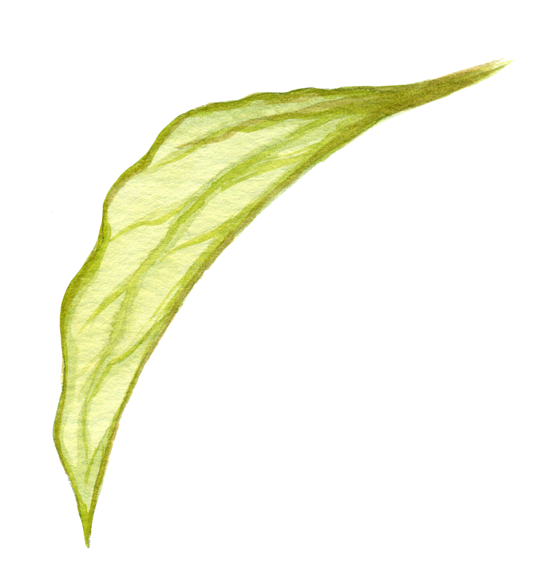 水彩叶子绿植绿色树叶绿叶子元素素材