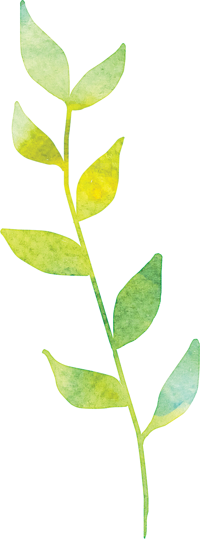 手绘水彩花卉叶子
