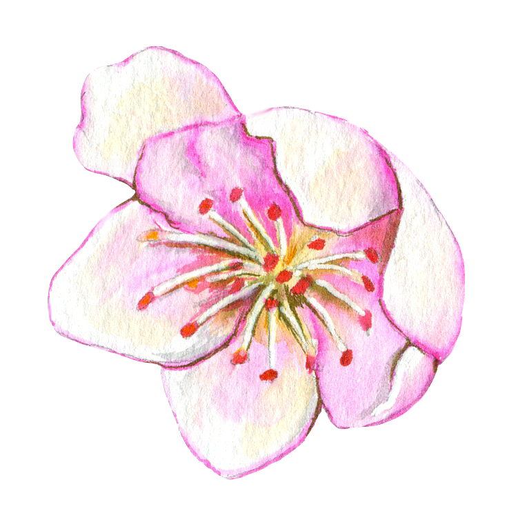 手绘水彩花卉叶子