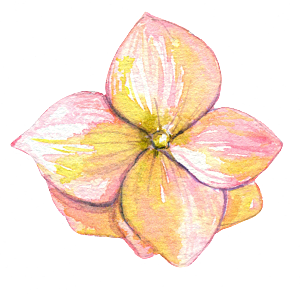 手绘水彩花卉叶子