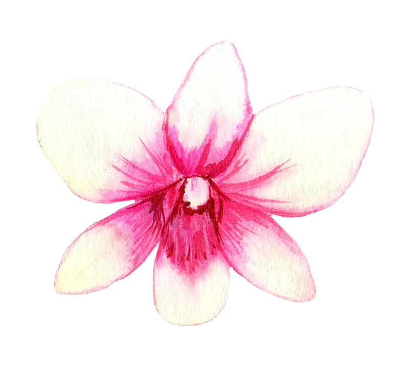 手绘水彩花朵花卉叶子素材