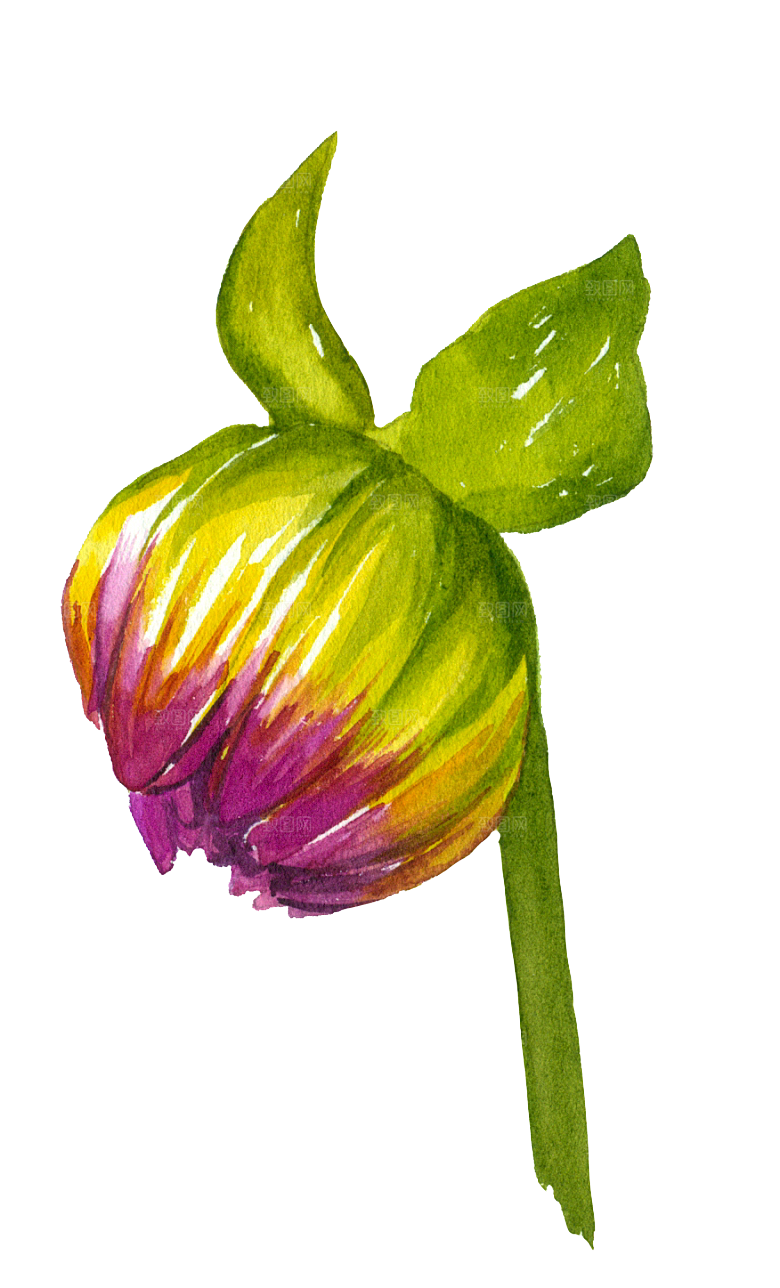 手绘水彩花朵花卉叶子素材