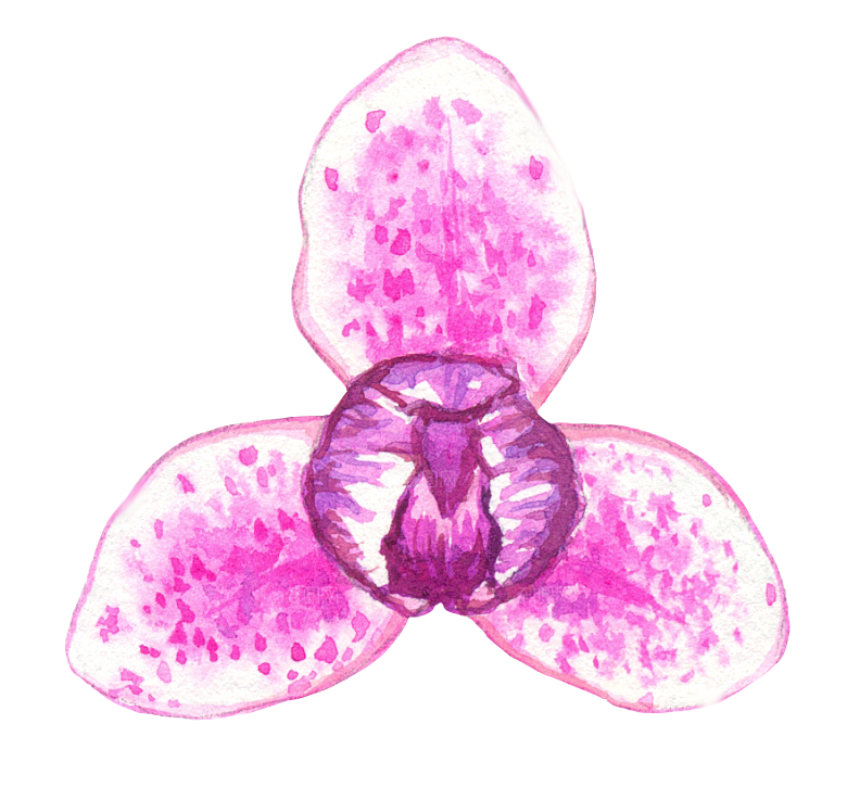 手绘水彩花朵花卉叶子素材