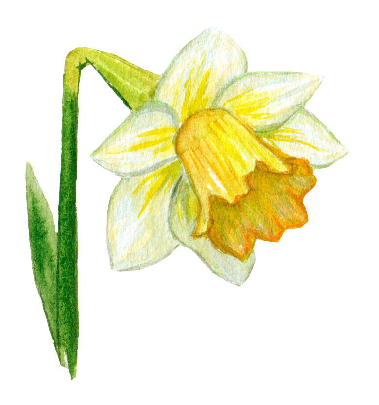 手绘水彩花朵花卉叶子素材