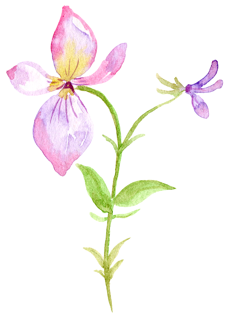 手绘水彩花朵花卉叶子素材