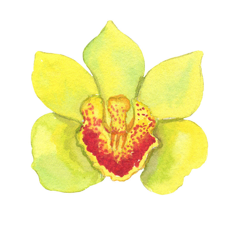 手绘水彩花朵花卉叶子素材