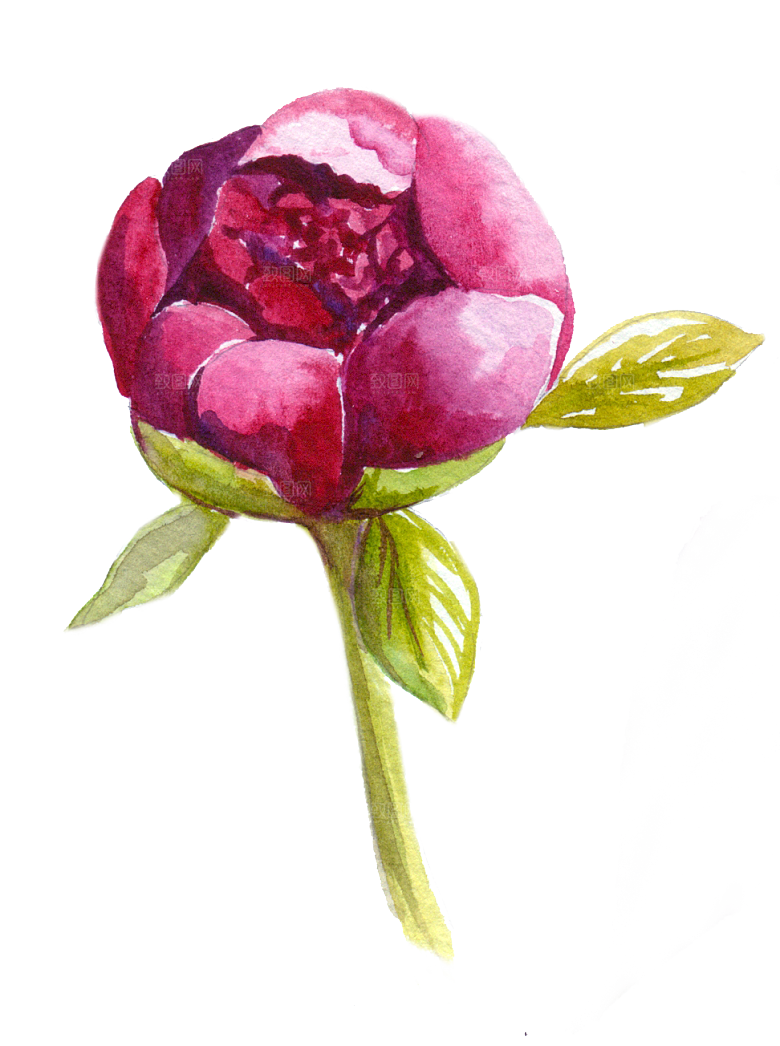 手绘水彩花朵花卉叶子