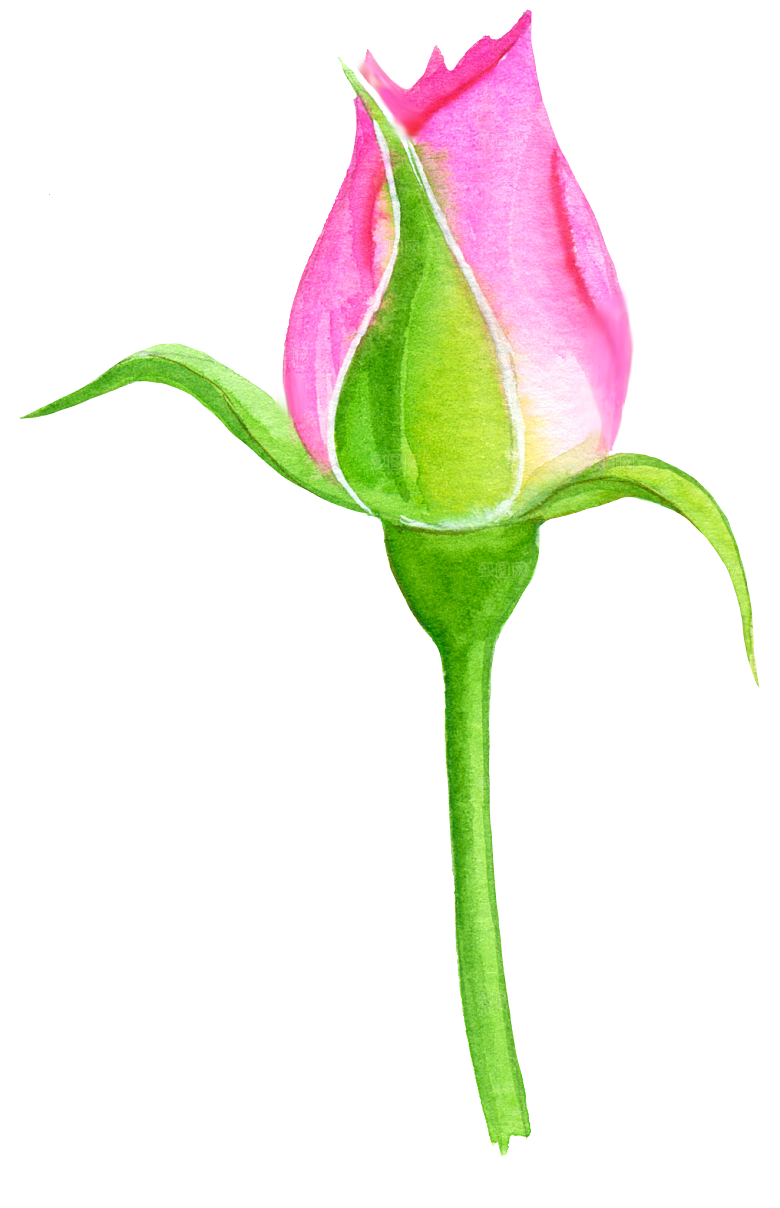 手绘水彩花朵花卉叶子素材