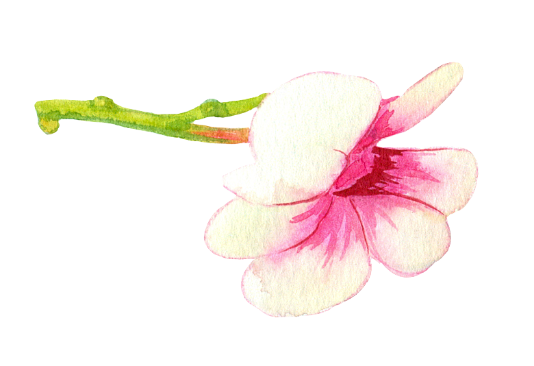 手绘水彩花朵花卉叶子素材