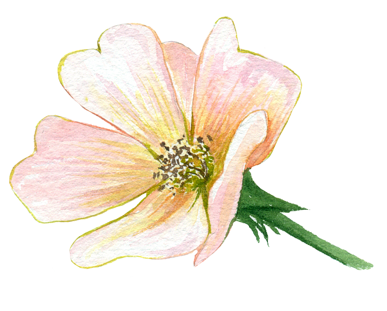 手绘水彩花朵花卉叶子素材