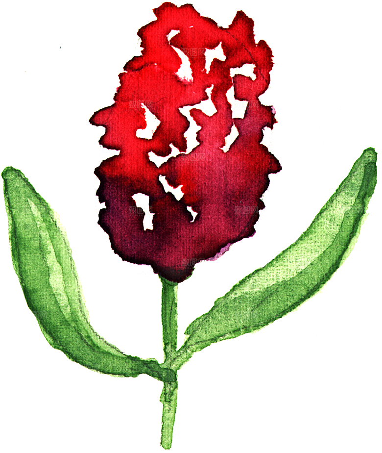 手绘水彩花朵花卉叶子