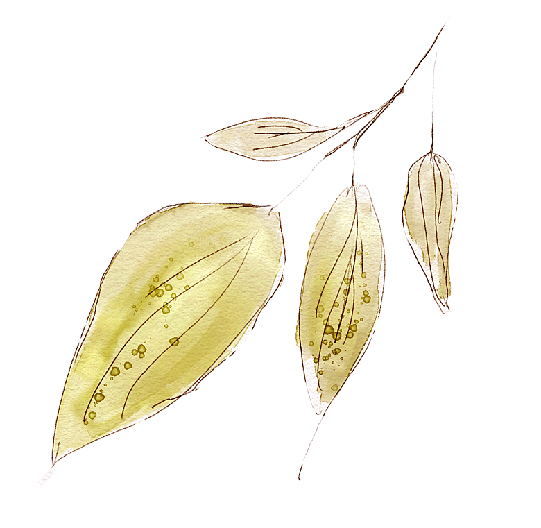 手绘水彩花朵花卉叶子
