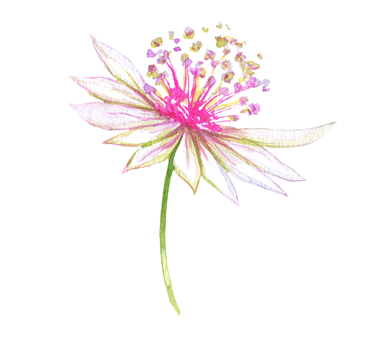 手绘水彩花朵花卉叶子