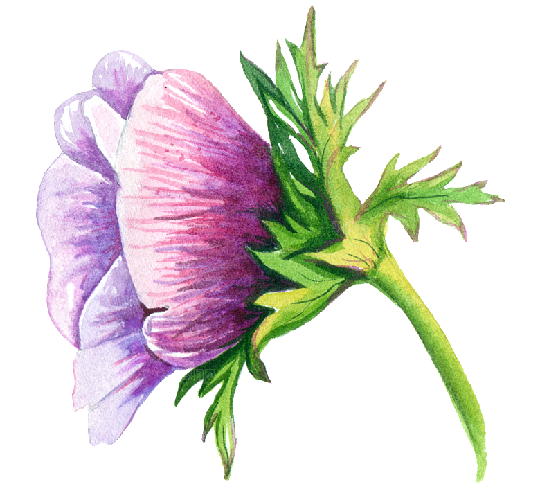 手绘水彩花朵花卉叶子