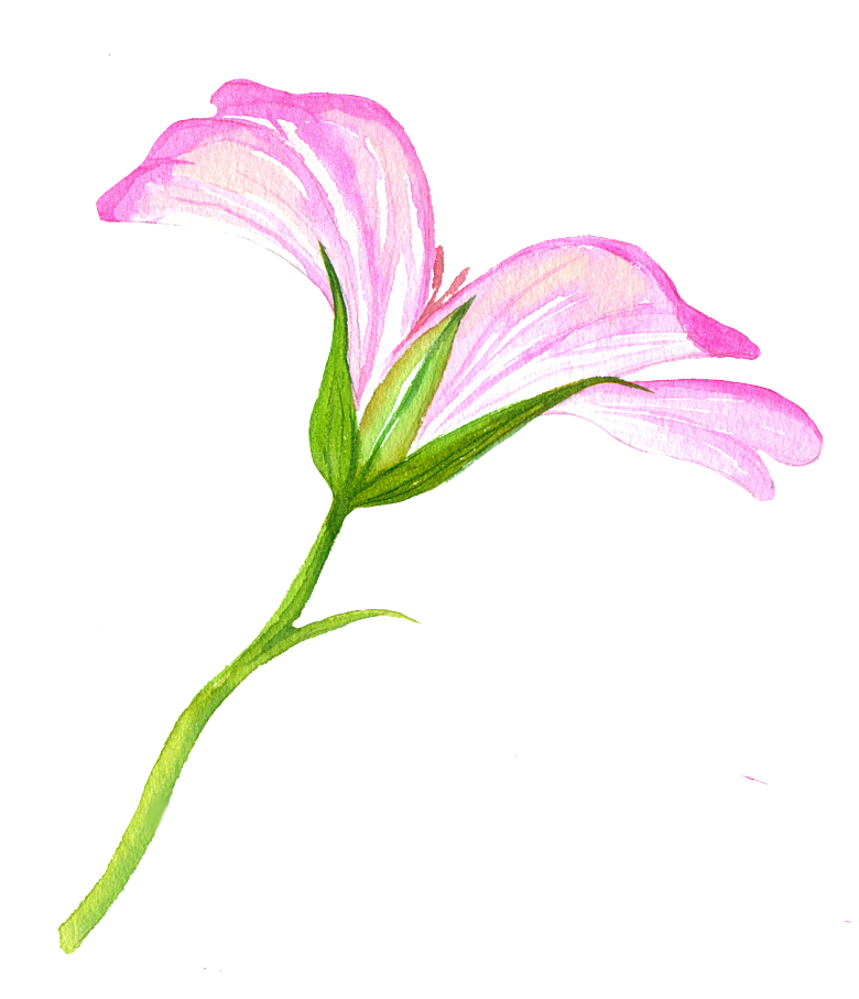 手绘水彩花朵花卉叶子