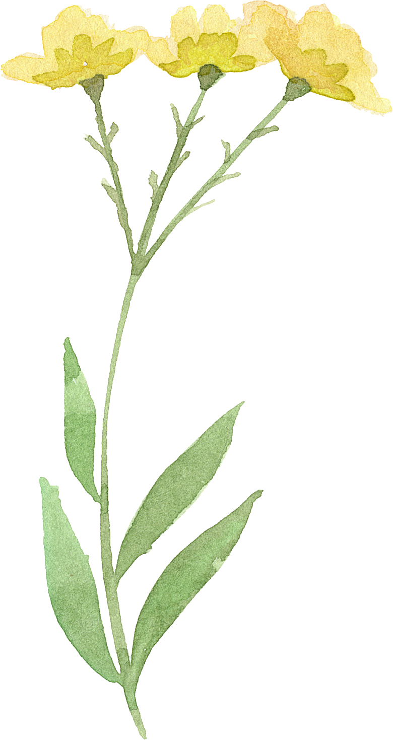 手绘水彩花朵叶子素材