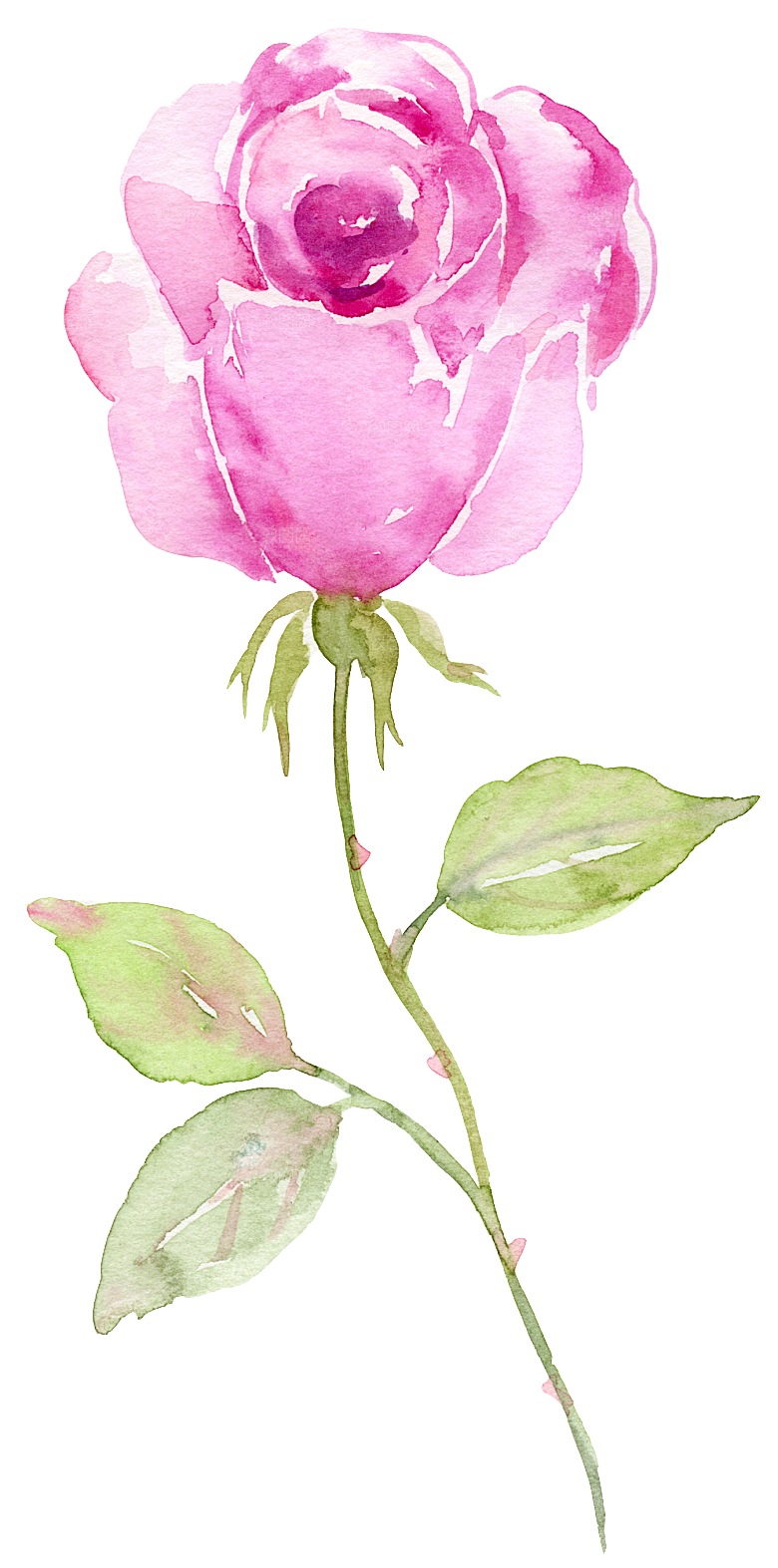 手绘水彩花朵叶子素材