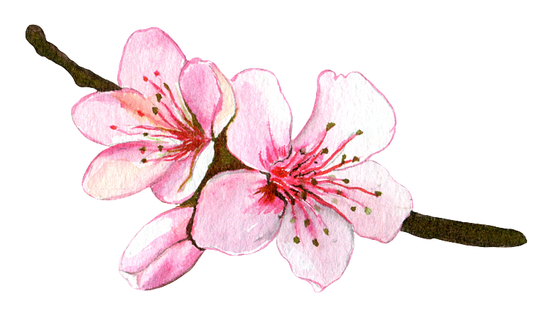 手绘水彩花朵叶子素材