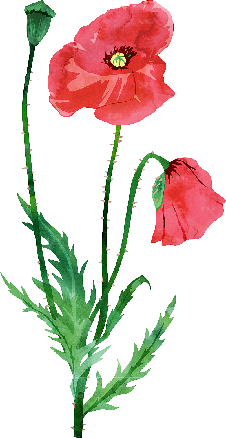 手绘水彩花朵叶子素材