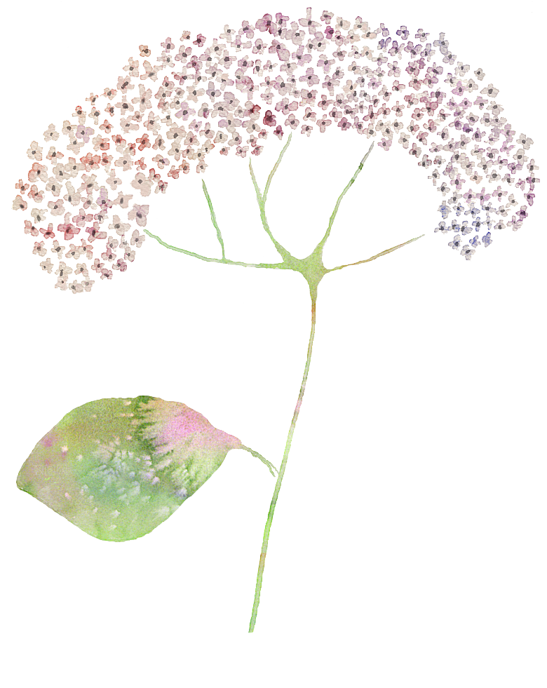 水彩手绘花朵花卉素材