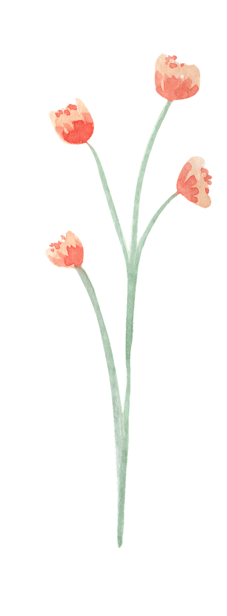 水彩手绘花朵花卉素材