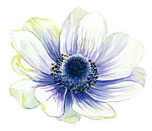 手绘水彩花朵设计素材