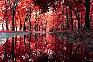 红色枫叶森林景观素材