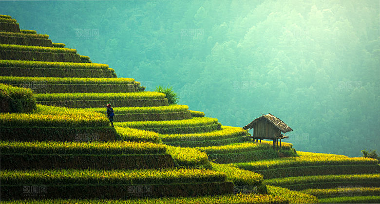 梯田秋季丰收绿色风景