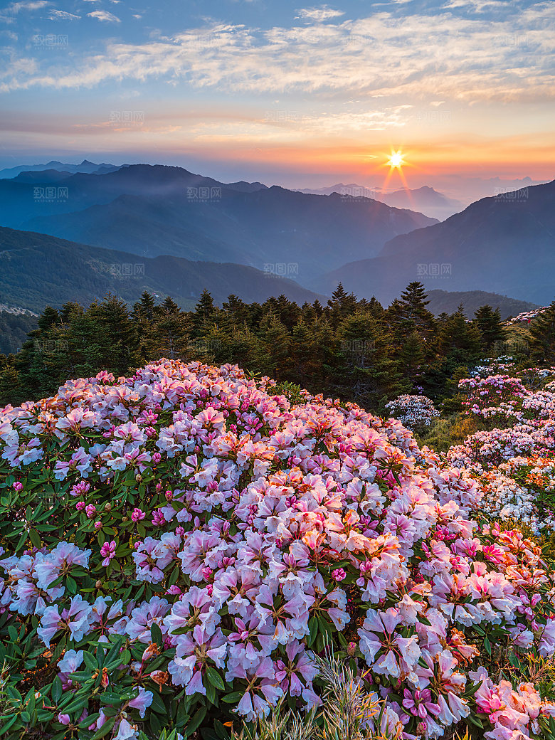 鲜花山峰雪山风景落日