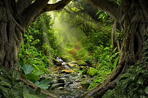 绿色森林阳光自然风景