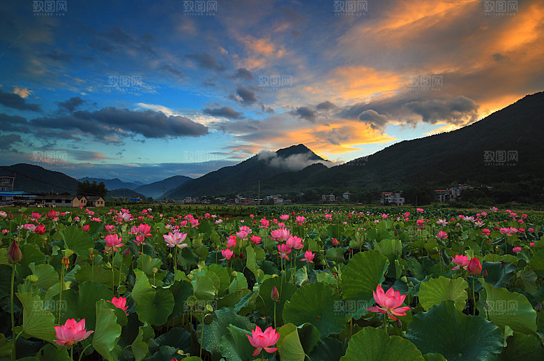 鲜花风景落日建筑