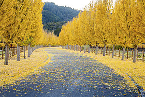 黄色道路落叶黄色秋天