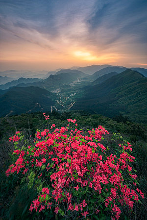 红色鲜花山峰自然风景图片