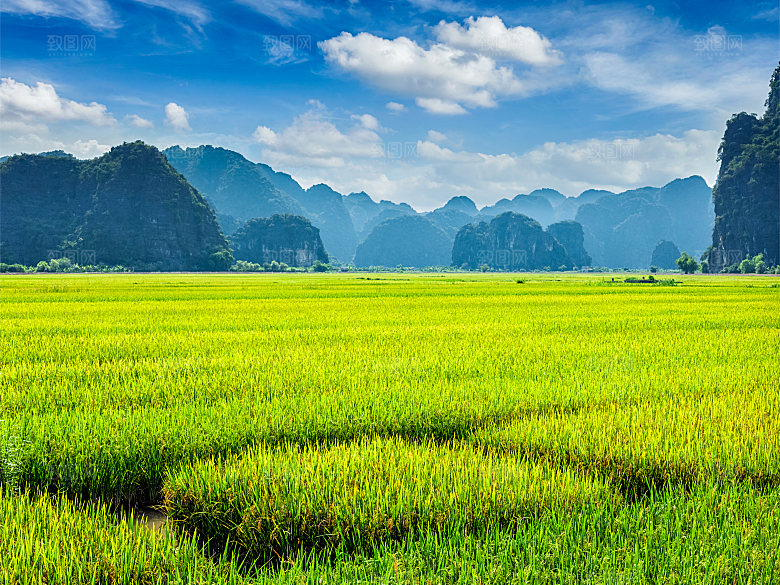 春季自然风光春天草地鲜花户外风景