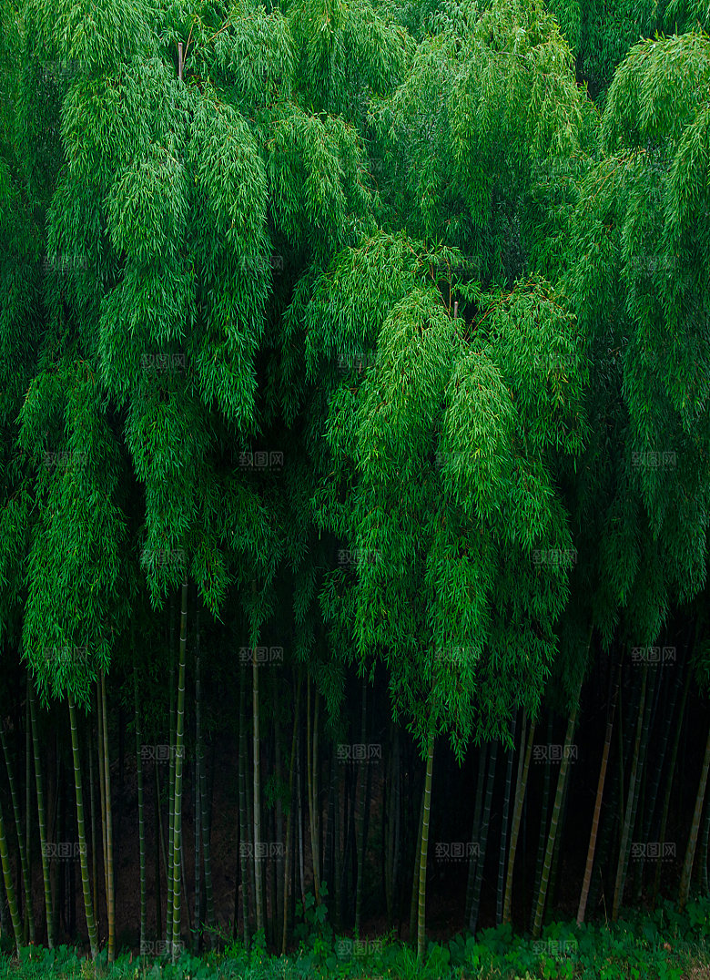 自然风景林间山色摄影图