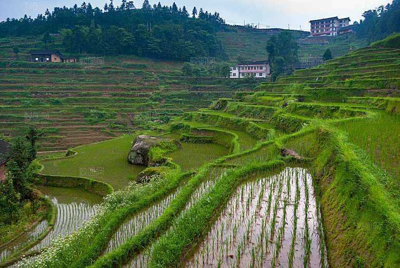 春季自然风光春天草地鲜花户外风景