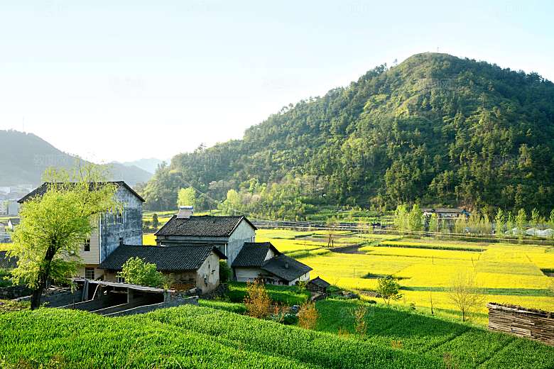 春季自然风光春天草地鲜花户外风景