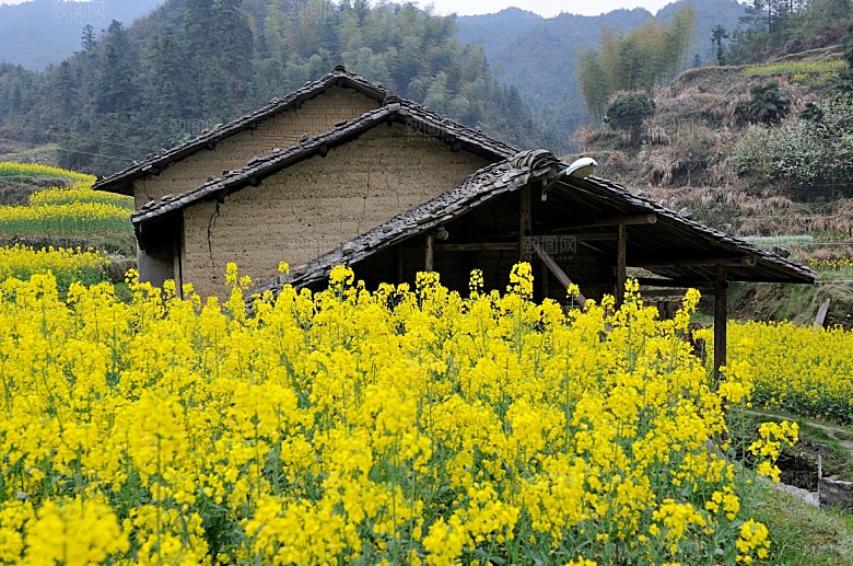 田园风光别墅家乡森林