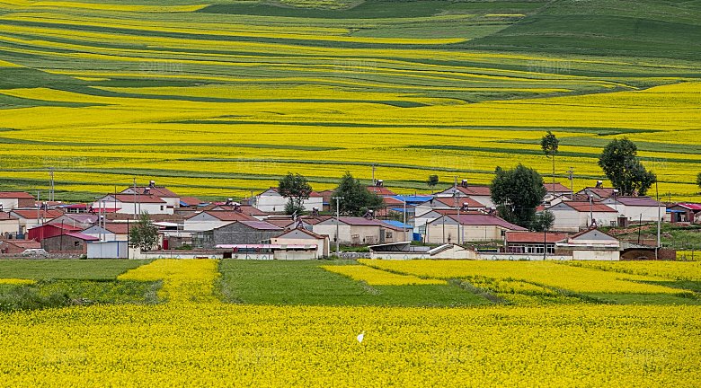 春季自然风光春天草地鲜花户外风景
