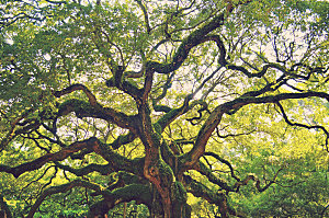 绿色网红大树树木森林图片