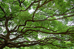 绿色网红大树树木森林图片